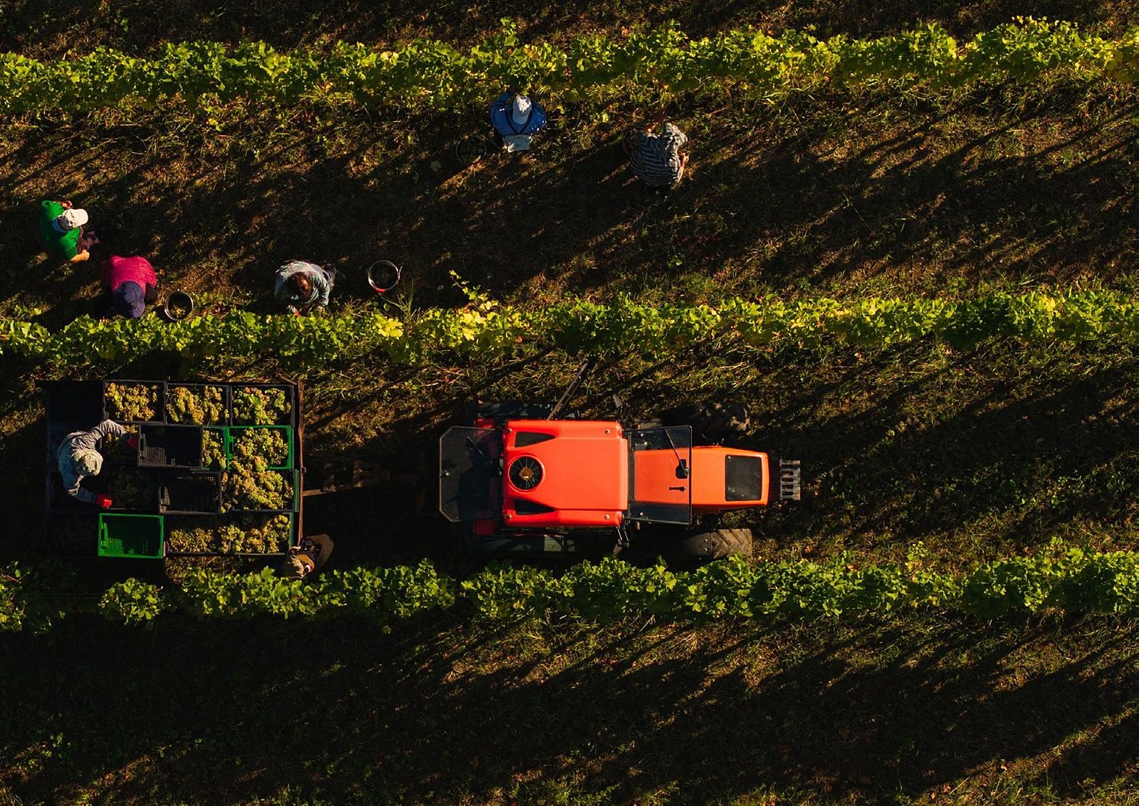 Rtveli autumn grape harvest in the Tsinandali Estate vineyards